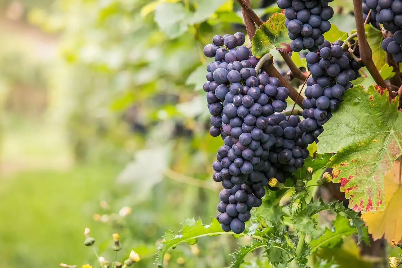 De kunst van het combineren van wijn met herfstvoedsel